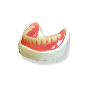 Lower denture dental model on white background